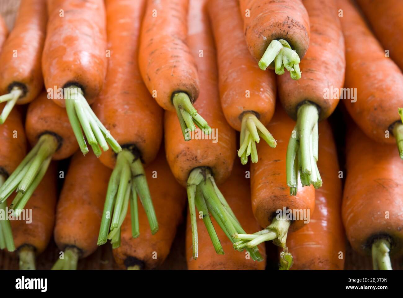 Stapel roher frischer Karotten mit grünen Spitzen - Stockfoto