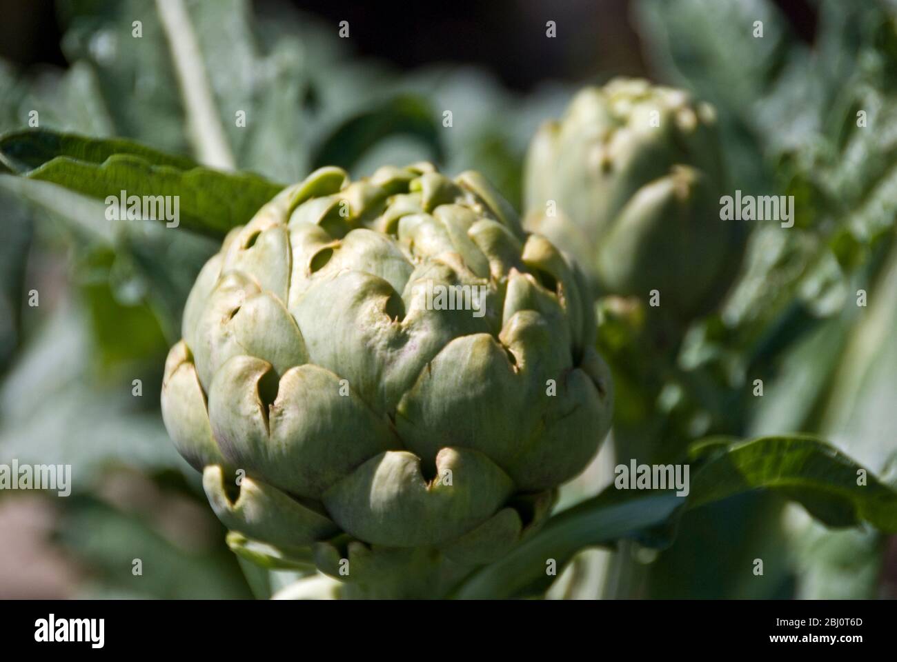 Globe Artischocke Köpfe wachsen im Garten im Sommer - Stockfoto