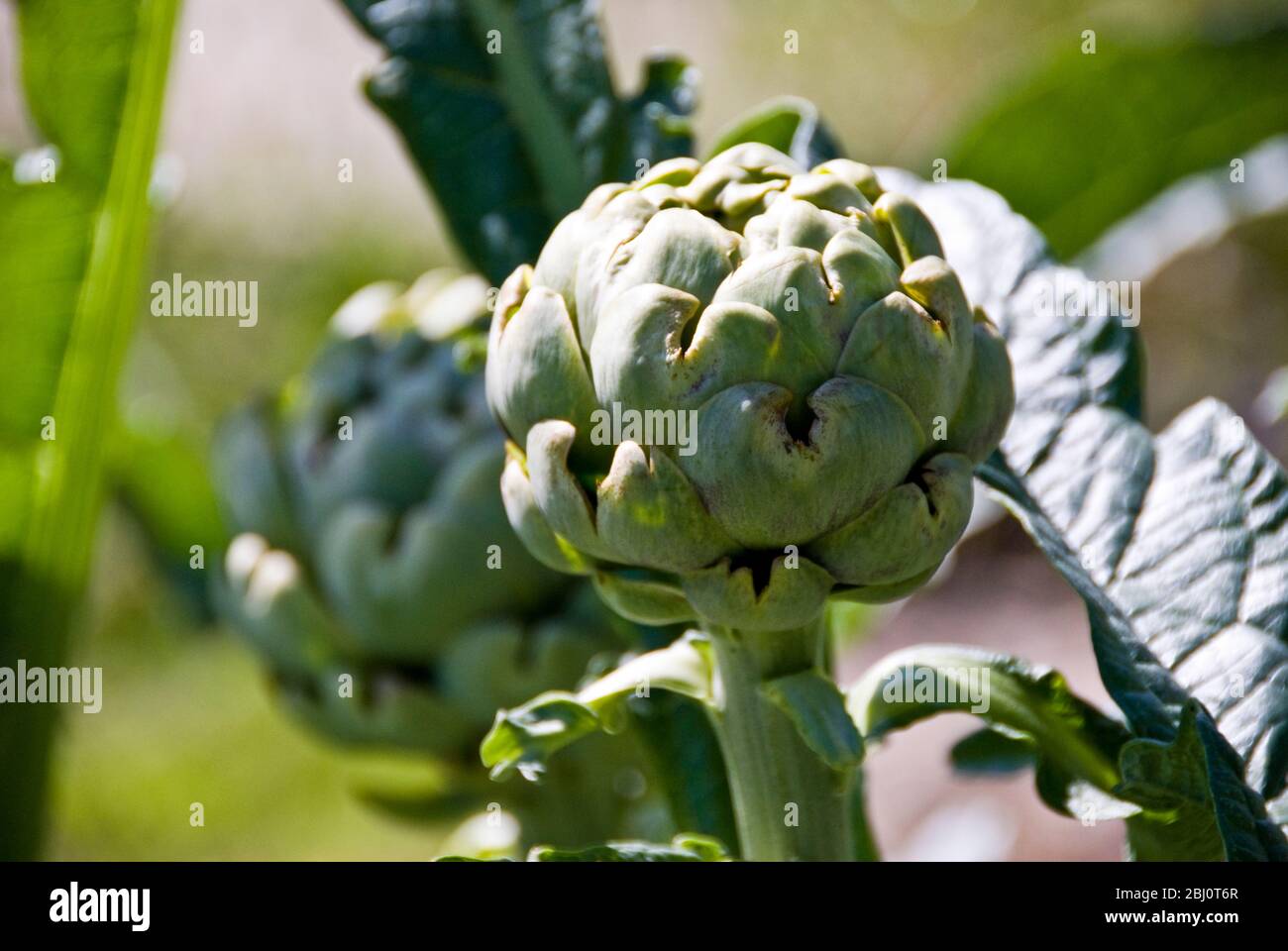 Globe Artischocke Köpfe wachsen im Garten im Sommer - Stockfoto