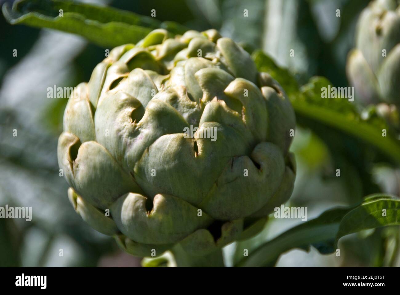 Globe Artischocke Köpfe wachsen im Garten im Sommer - Stockfoto