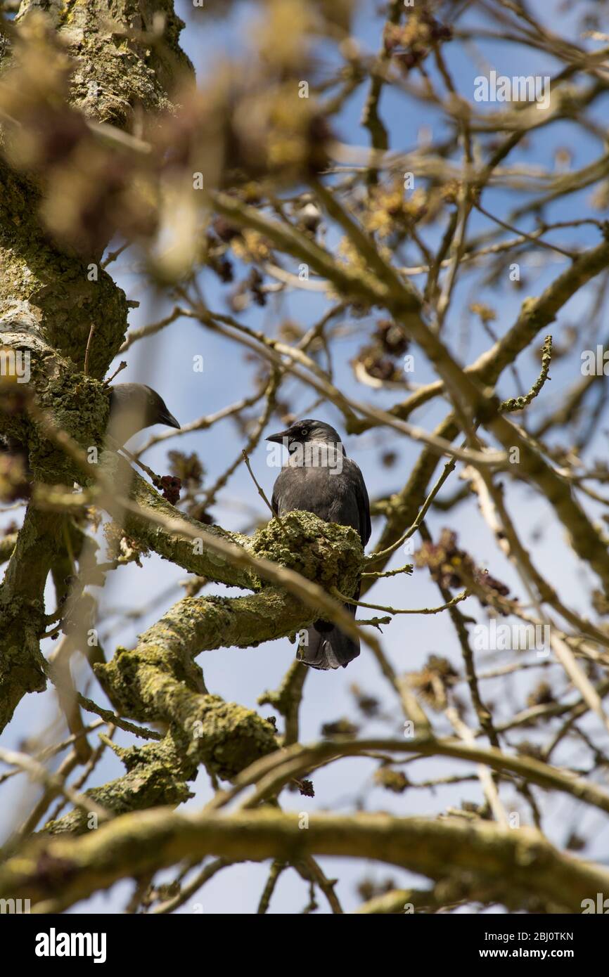 Eine Dohle, Corvus monedula, die im März in einer blühenden Esche, Fraxinus excelsior, an einer Landstraße in Nord-Dorset sitzt. England GB Stockfoto