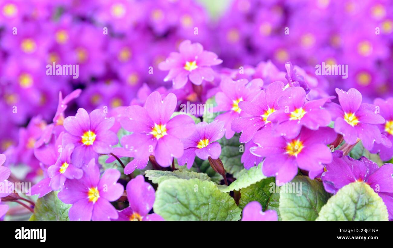 Primeln gewöhnliche Primula vulgaris , oder Primeln im Frühlingsgarten. Schöne Flieder Primrose Blumen blüht Garten. Stockfoto