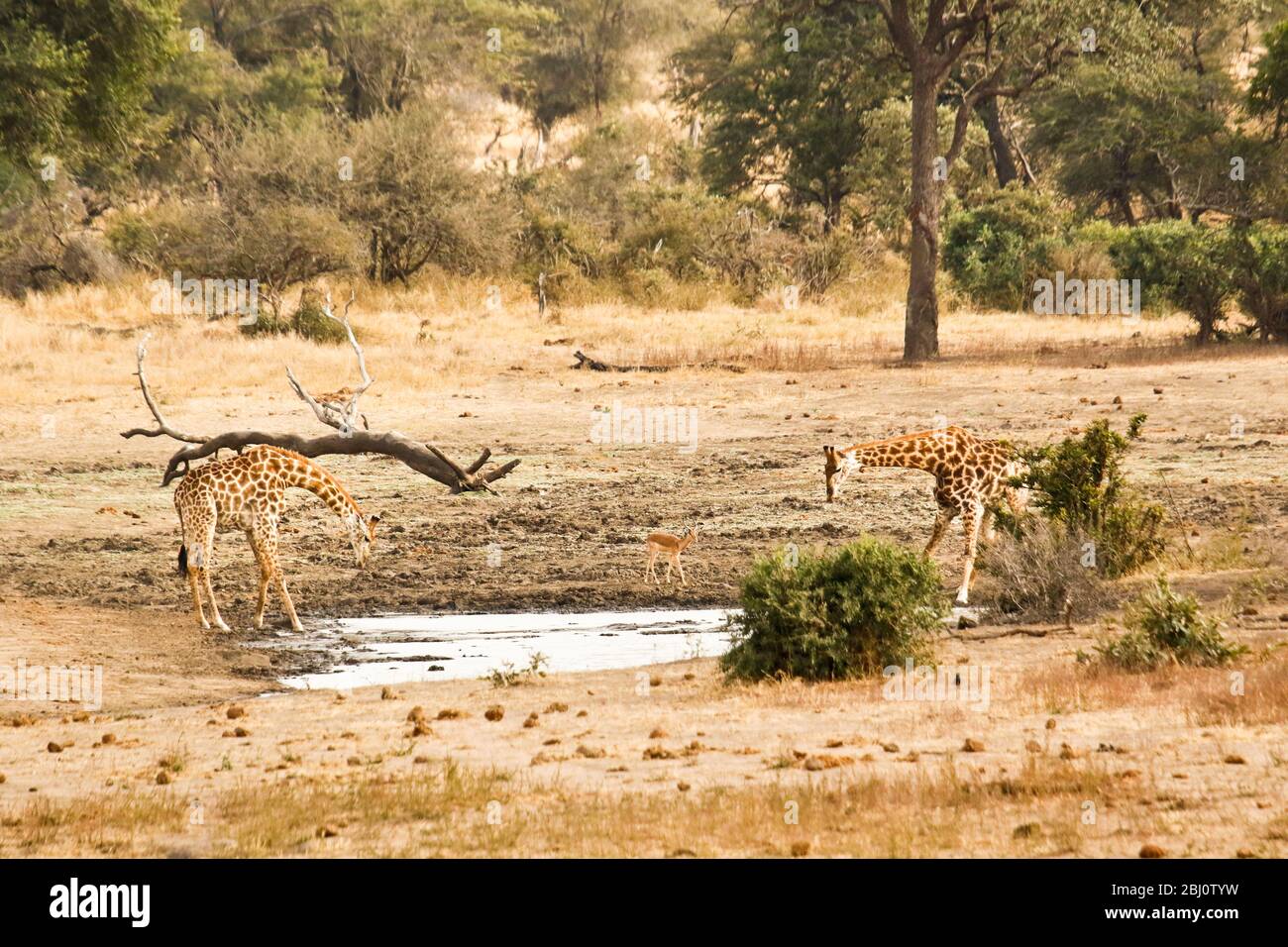 Giraffas, Giraffa Giraffa.Kruger Nationalpark, Südafrika Stockfoto