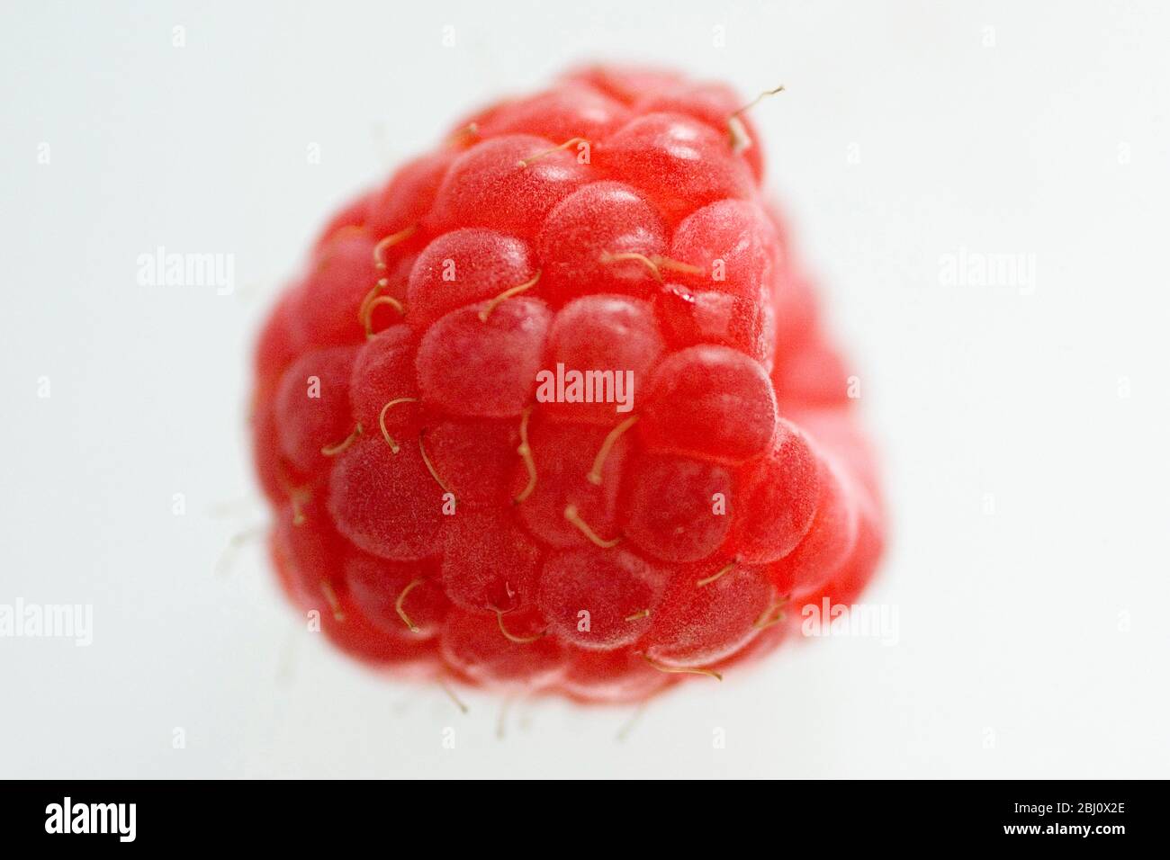 Einzelne frische Himbeere auf durchscheinender weißer Oberfläche - Stockfoto