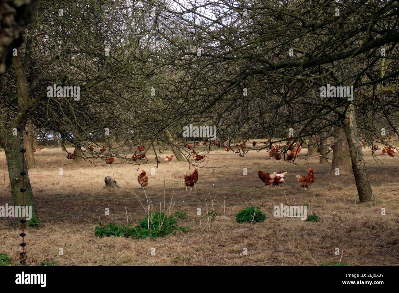 Hühner, die auf einer Freilandei in einem Obstgarten in Kent UK aus der Tür laufen - Stockfoto