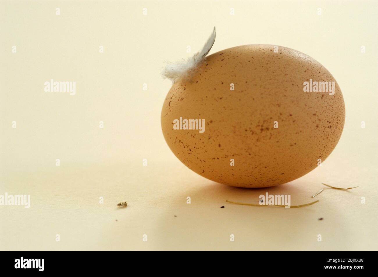 Ganze gesprenkelte braune Ei auf natürlicher Farbfläche mit einer einzigen Feder - Stockfoto