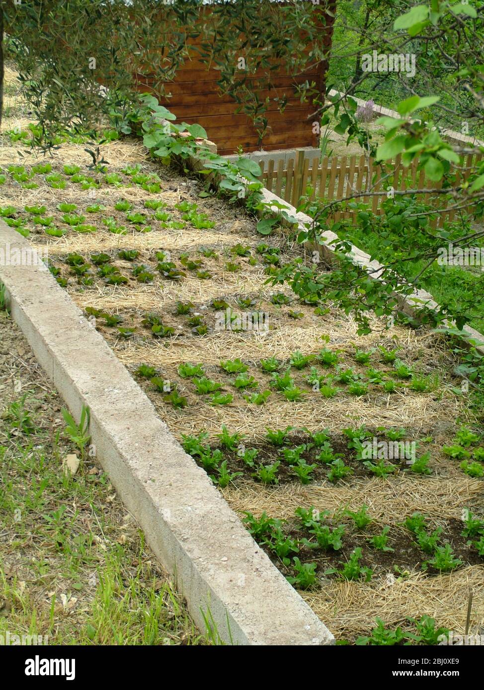 Schön angelegt Salat und Salatpflanzen auf schmalem Streifen neben der Straße im französischen Dorf - Stockfoto