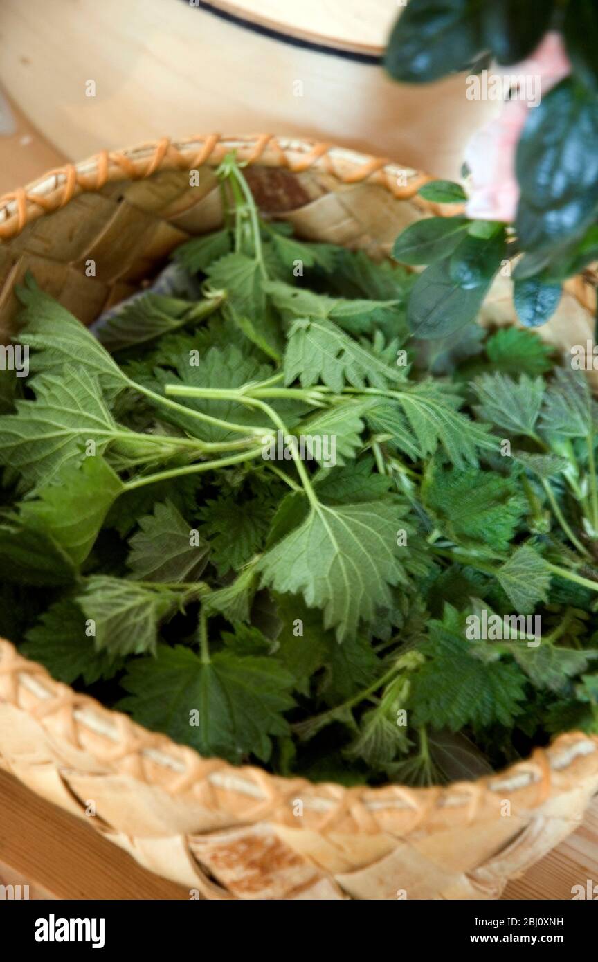 Frisch gepflückte Brennnesselspitzen für Brennnesselsuppe - Stockfoto