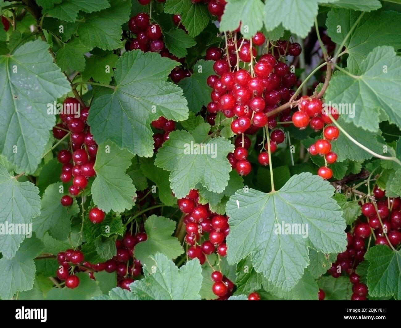 Rotcurrantas wächst in Überfülle auf Büschen in Südschweden - Stockfoto