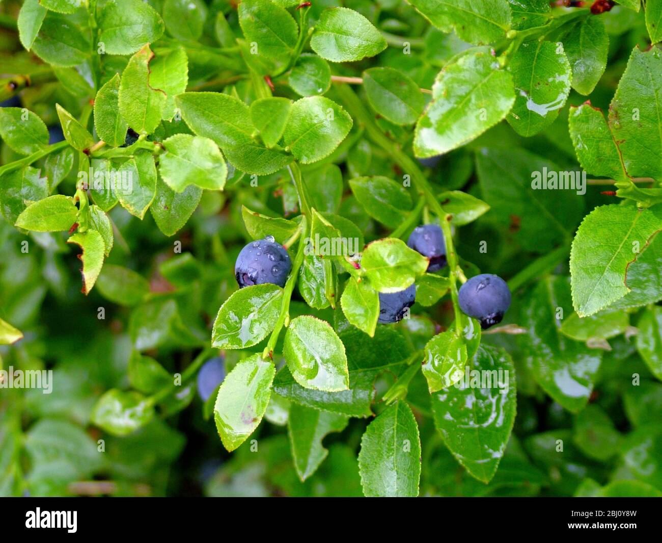 Wilde Heidelbeeren wachsen in Waldgebieten in Südschweden - Stockfoto