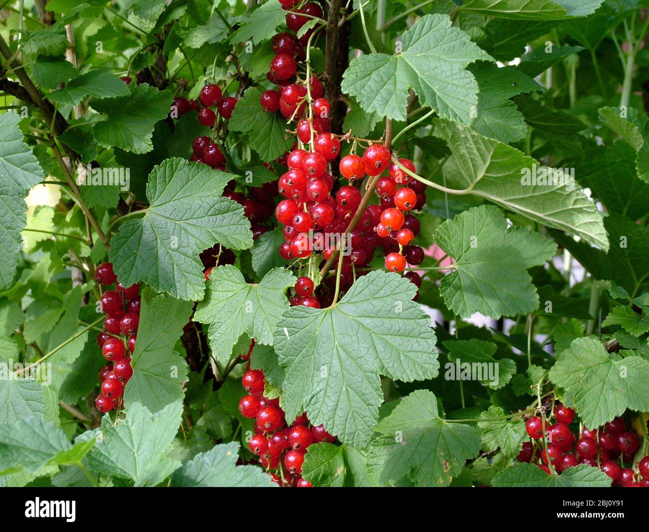 Rotcurrantas wächst in Überfülle auf Büschen in Südschweden - Stockfoto