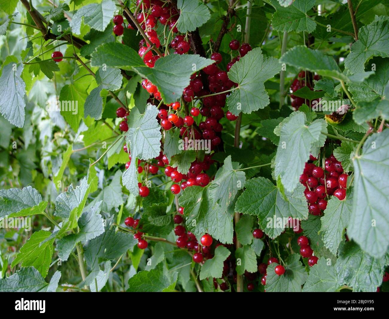 Rotcurrantas wächst in Überfülle auf Büschen in Südschweden - Stockfoto