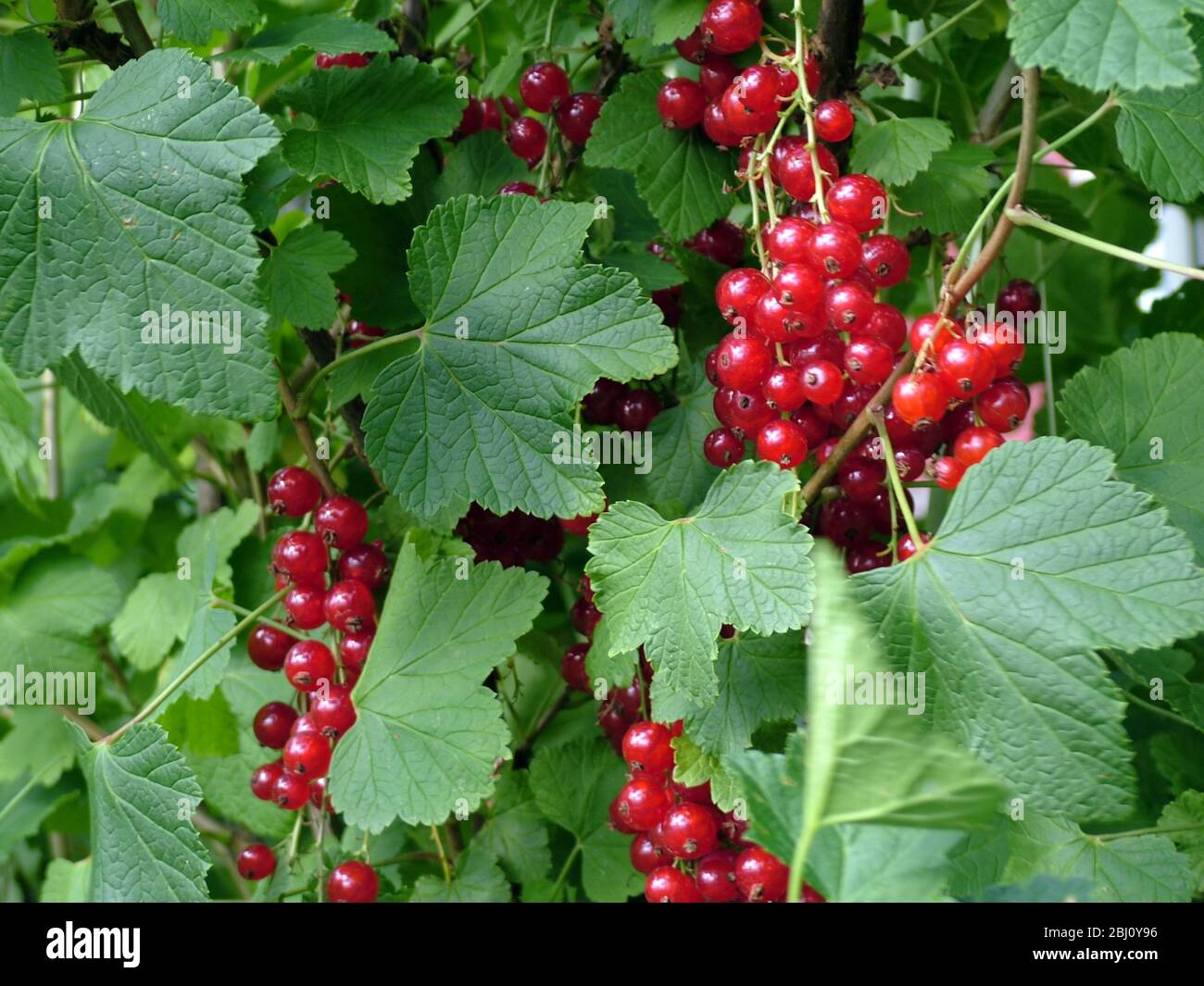 Rotcurrantas wächst in Überfülle auf Büschen in Südschweden - Stockfoto