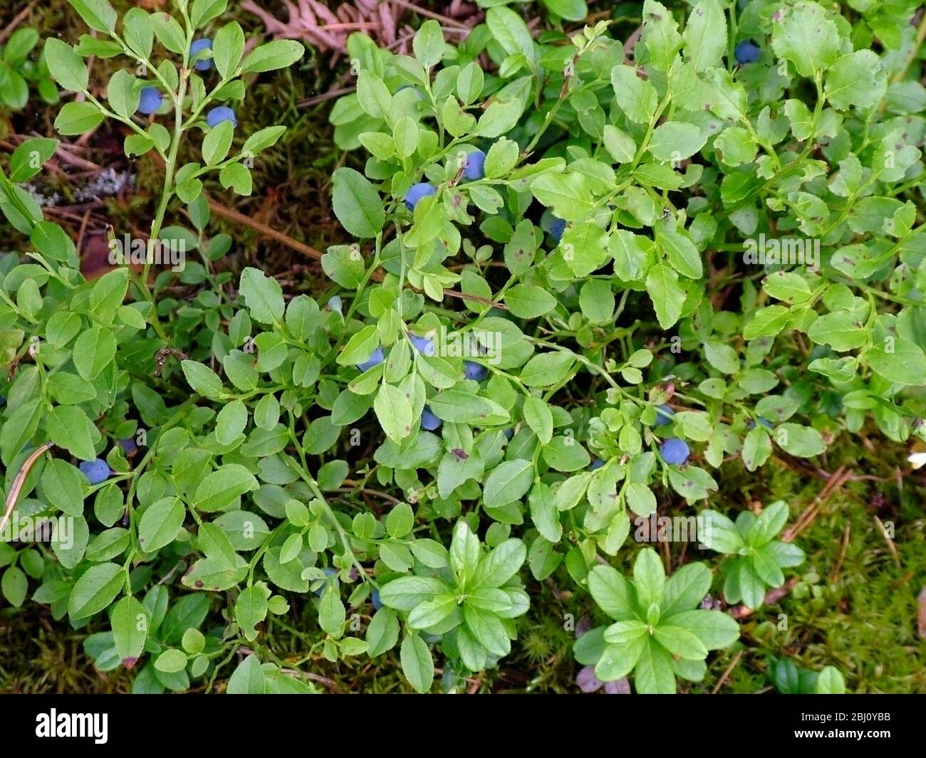 Wilde Heidelbeeren auf dem Waldboden in Schweden - Stockfoto