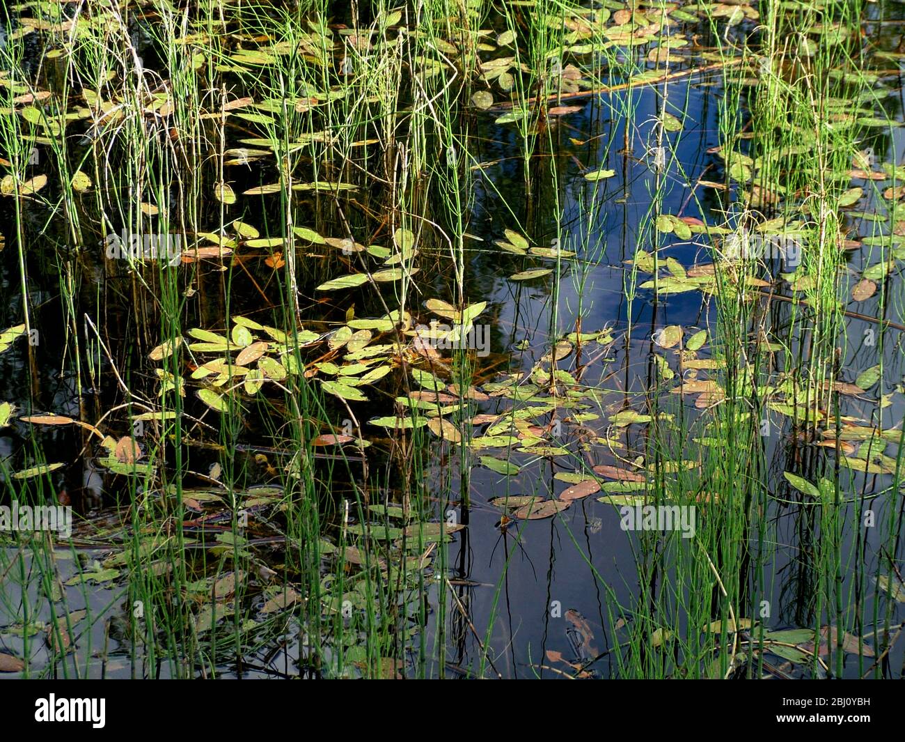 Teich mit Blättern schwimmend und Schilf in Oberfläche reflektiert - Stockfoto