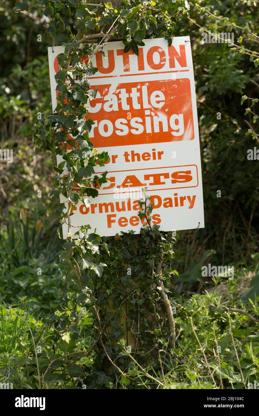 Ein Schild vor einem Bauernhof, das anzeigt, dass Rinder überquert werden können. North Dorset England GB Stockfoto