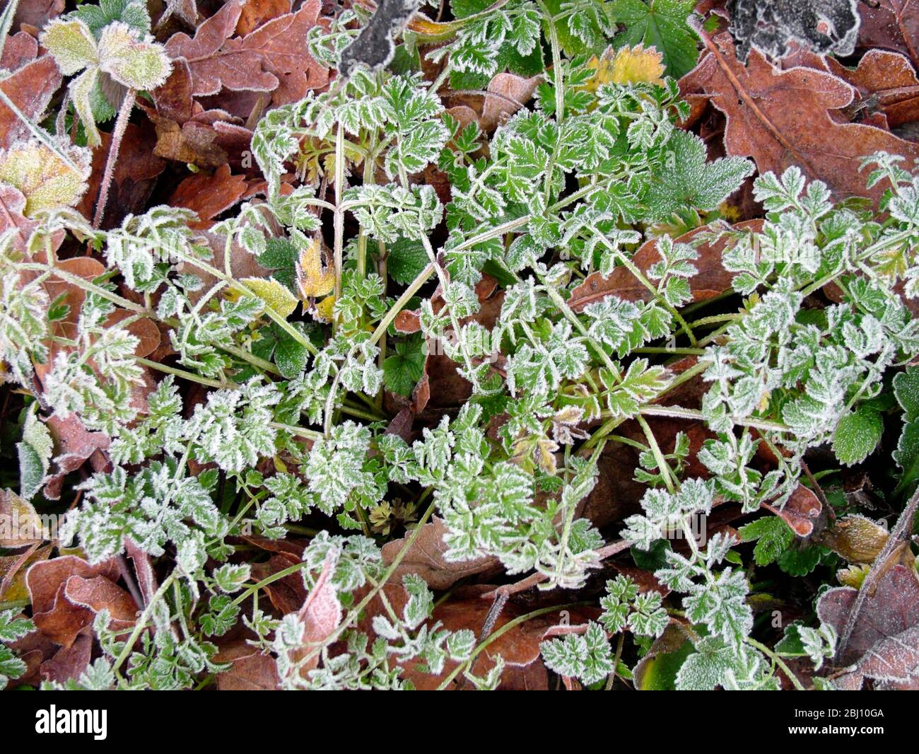 Gefrorener Boden im Januar mit Herbstblättern und Frühlingssprossen. Kent England GB - Stockfoto