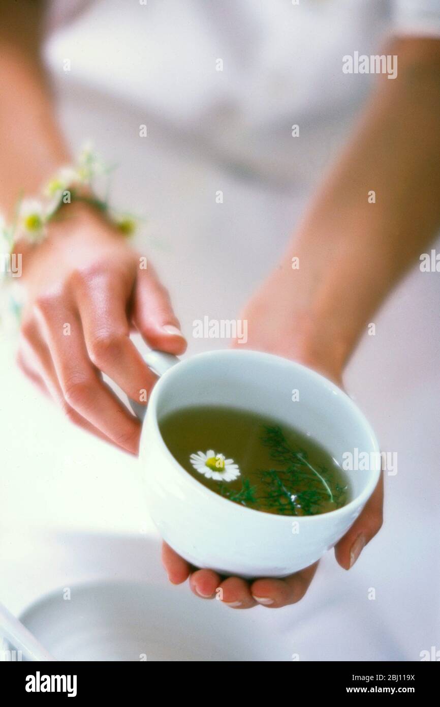 Hände halten einfache weiße Tasse Kamille Tee mit einzelnen Blütenkopf schwimmend - Stockfoto