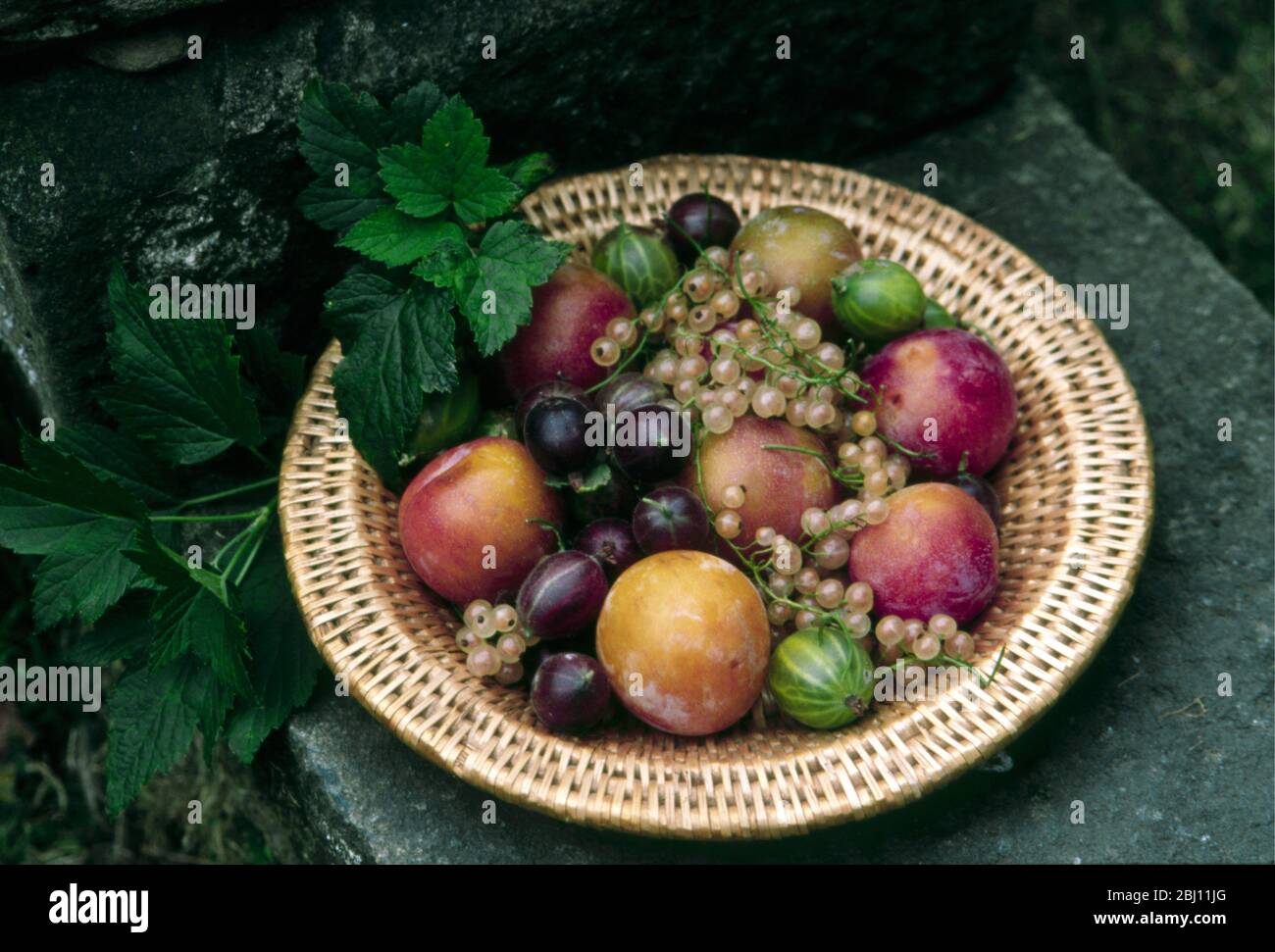 Körbenteller mit spätsommerlichen Früchten - Pflaumen-Weißbeeren, rote und grüne Stachelbeeren - Stockfoto