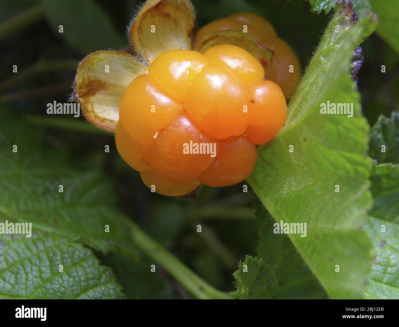 Die Moltebeere, Rubus chamaemorus L., Rosaceae, ist eine kleine krautige Bramble, die in den Torfmooren der nördlichen Hemisphäre verbreitet ist. Die Beere hat eine starke m Stockfoto