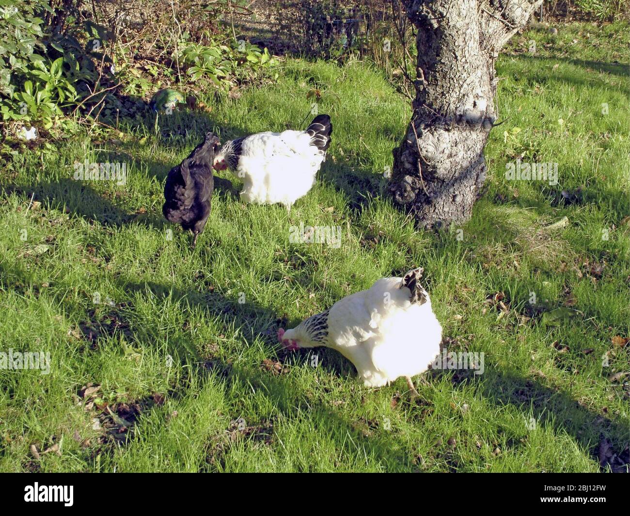 Hühner laufen frei im Garten - Stockfoto