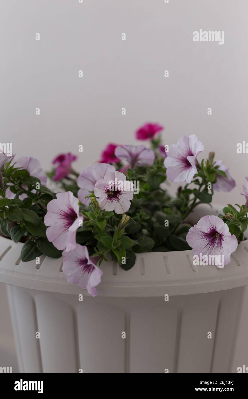 Vertikale Abbildung von rosa Petunia in einem Topf. Stockfoto