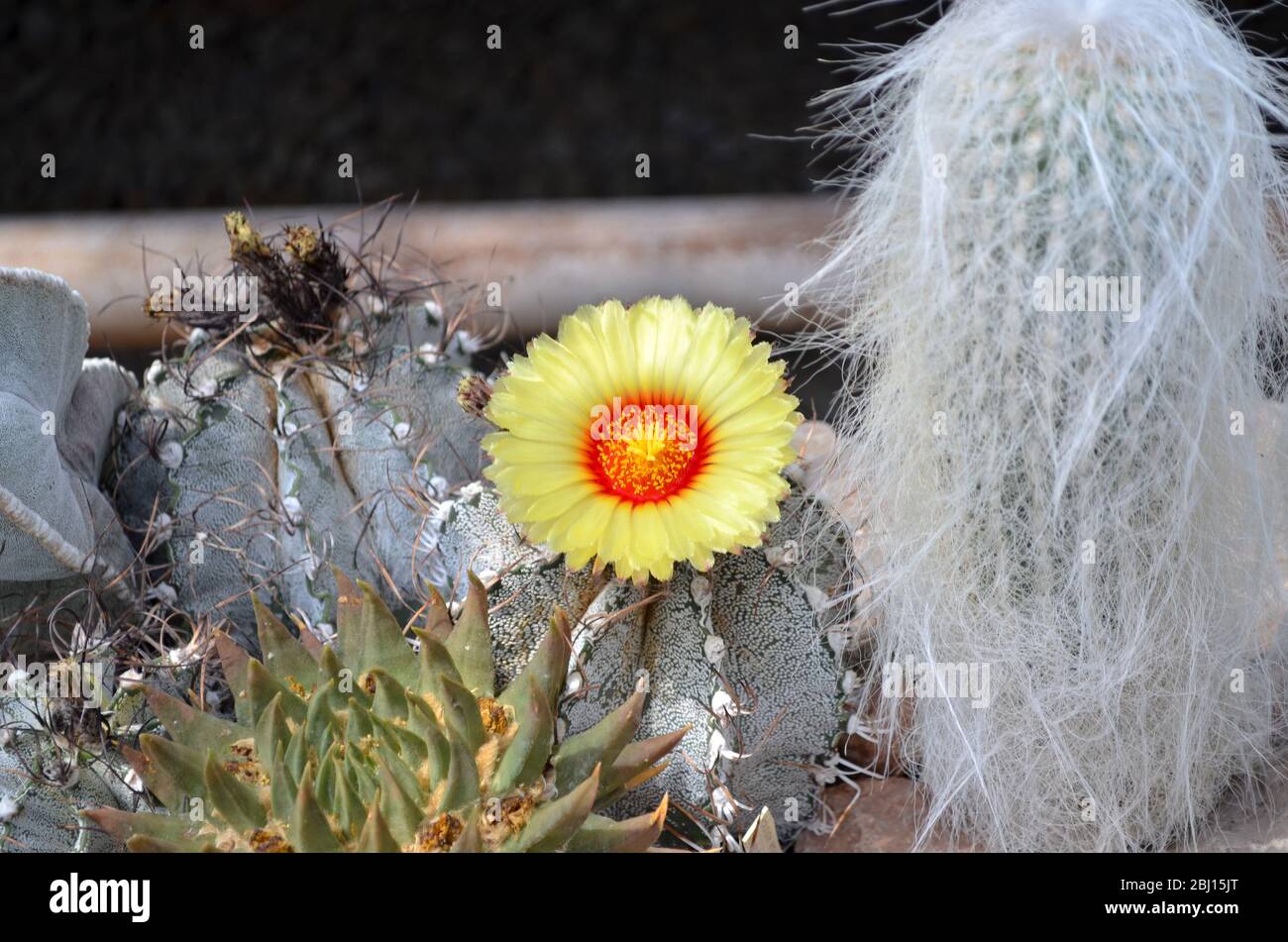 Kaktus-Blume in voller Blüte Stockfoto