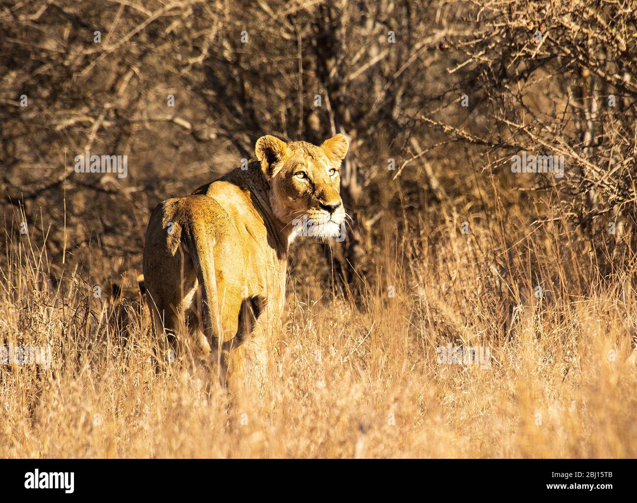 Löwin (Panthera leo) im Kruger Nationalpark. Südafrika Stockfoto
