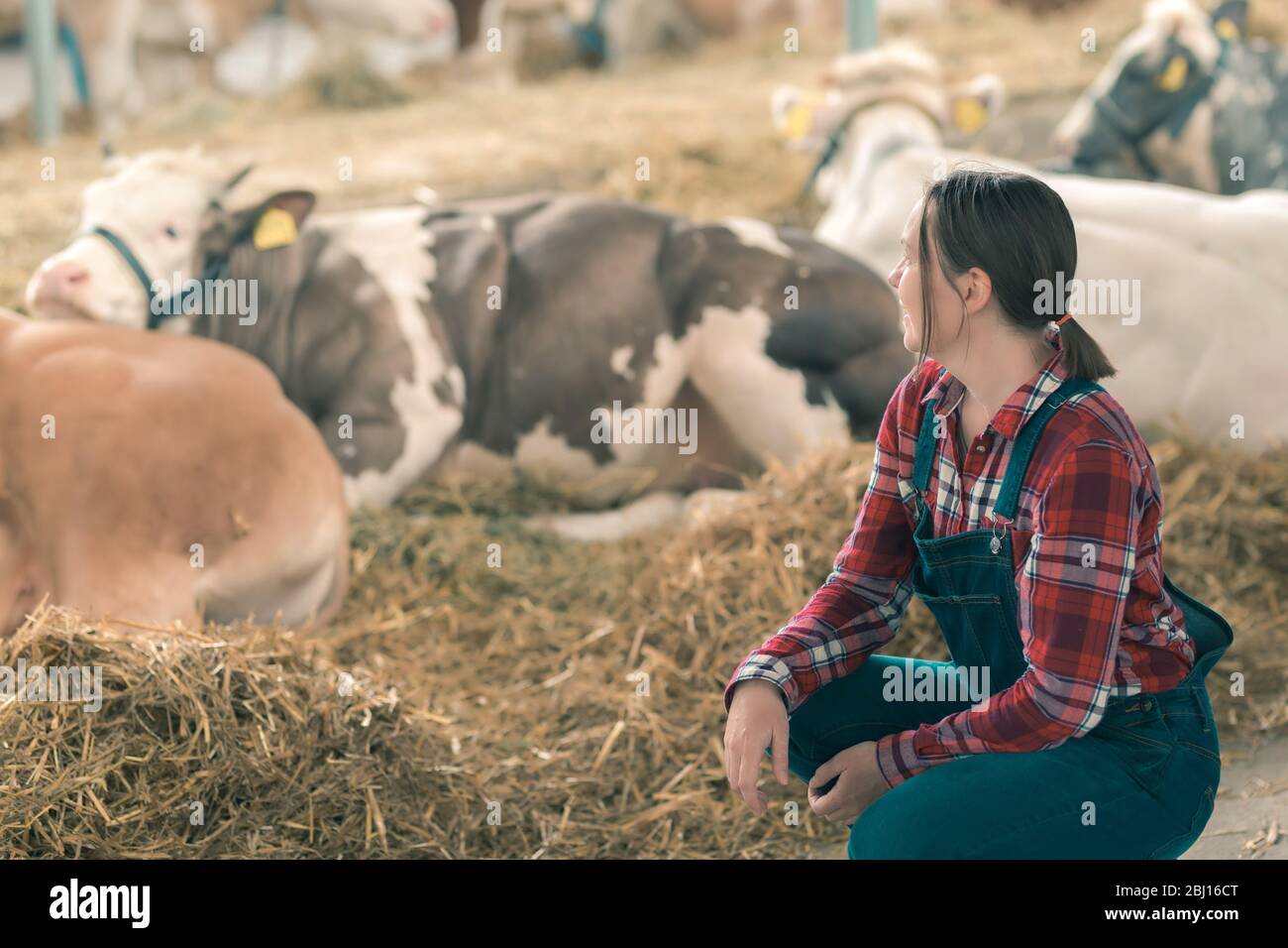 Frau Bauer über Kuh Dairy Farm. Portrait von Frau landwirtschaftlichen Arbeitnehmers tragen Plaid Shirt und bib Overalls im Kuhstall. Stockfoto