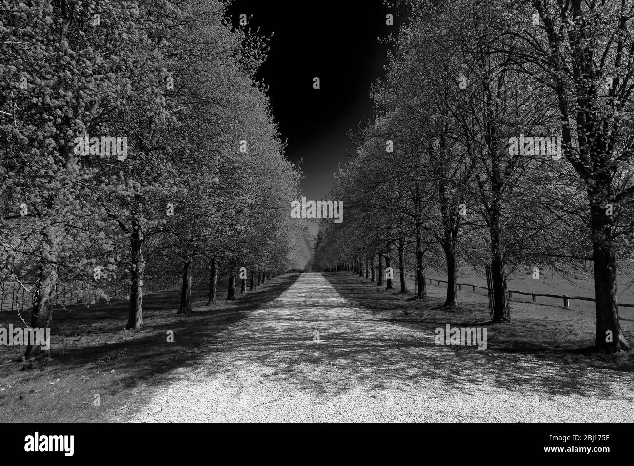 Lindenallee im Burghley House, elisabethanischen Herrensitz an der Grenze von Cambridgeshire und Lincolnshire, England. Stockfoto