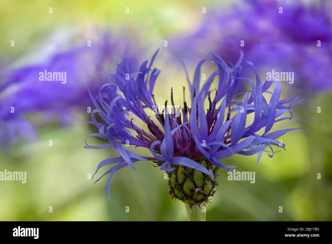Im Vordergrund steht eine blaue Bergkornblume vor einem Hintergrund der Bewegungsunschärfe, wo die Blumen im Wind wehen. Stockfoto