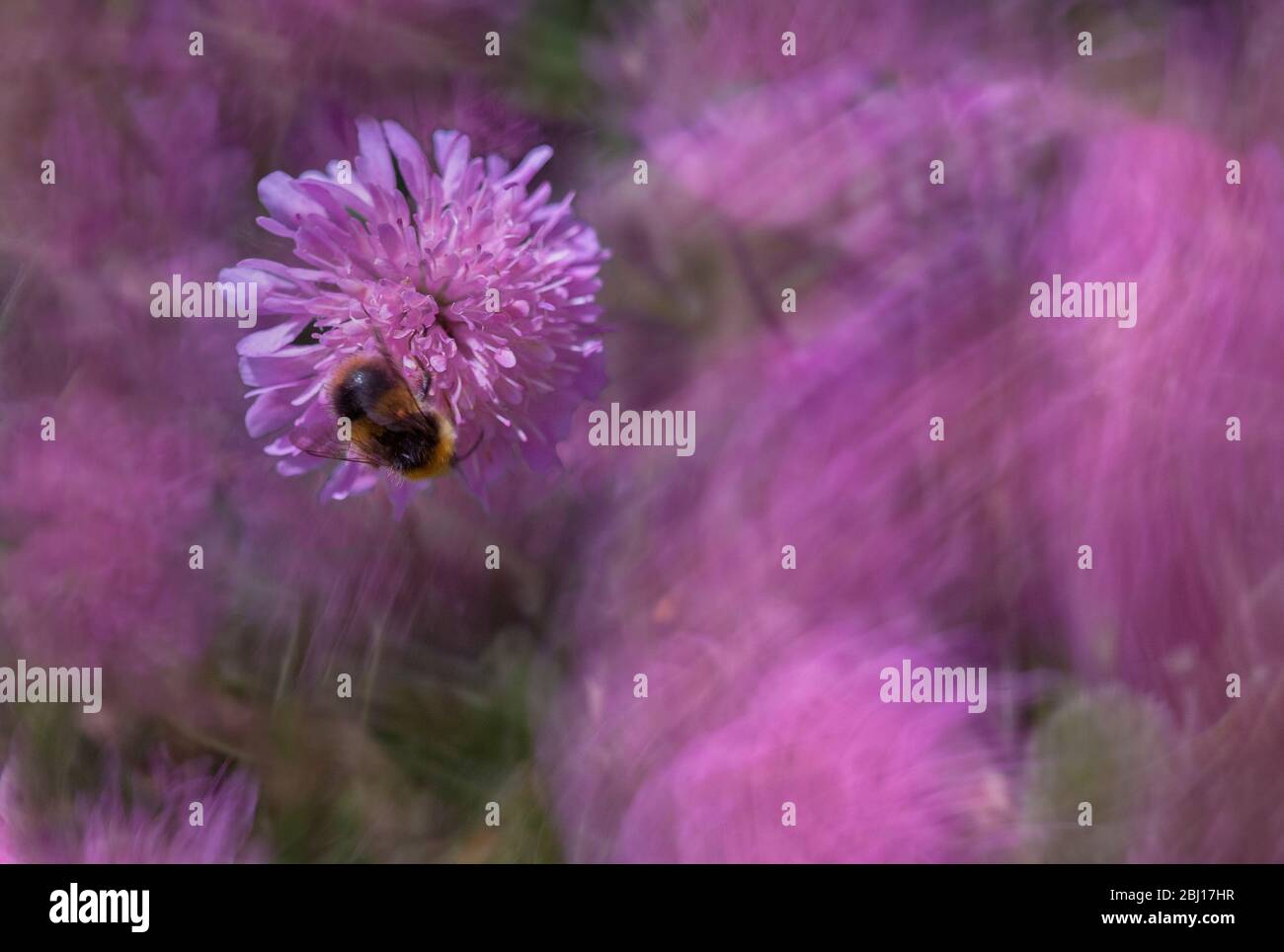 Eine zarte lila gefärbte scabious Blume im Fokus im Vordergrund mit einer Biene, und Bewegung der Blume bewegt sich im Wind im Hintergrund. Stockfoto