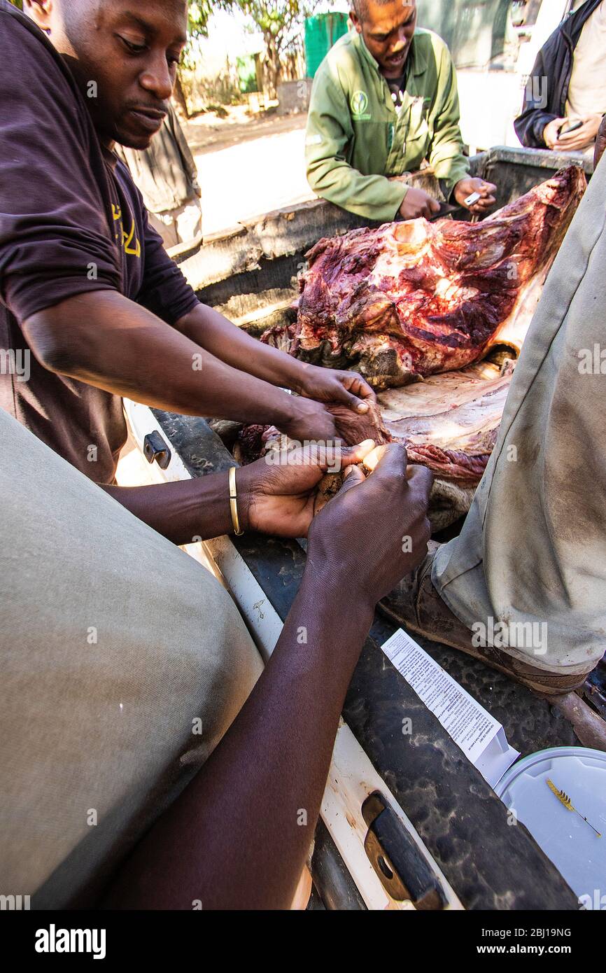 Tierärzte, die ein Antibiotikum in einem Giraffenaas für Löwen verabreichen. Timbavati Game Reserve, Südafrika Stockfoto