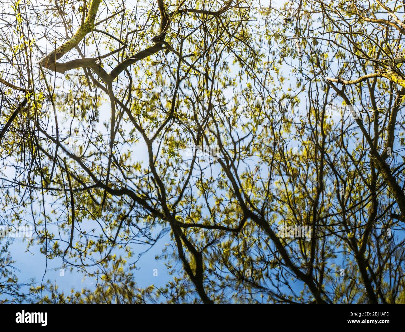 Ein abstraktes Bild von Ästen und Zweigen, die sich im stillen Wasser eines Sees spiegeln. Stockfoto