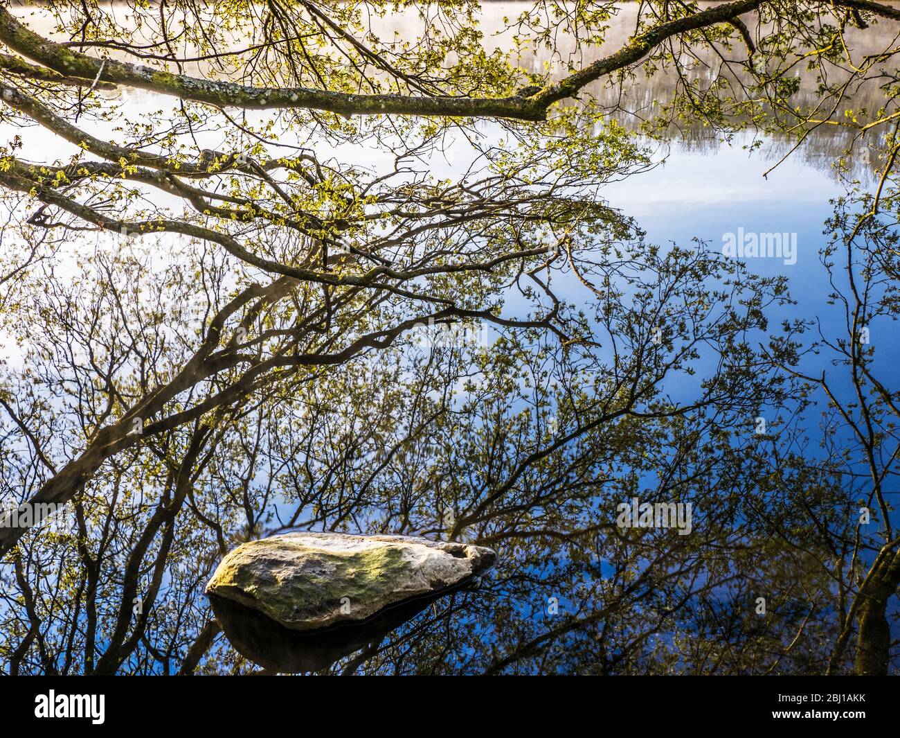 Der Zweig eines Baumes und seine Reflexion im stillen Wasser eines Sees. Stockfoto