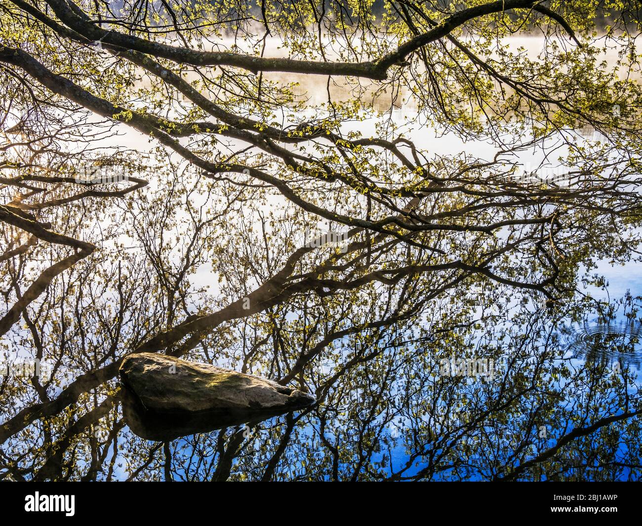 Der Zweig eines Baumes und seine Reflexion im stillen Wasser eines Sees. Stockfoto
