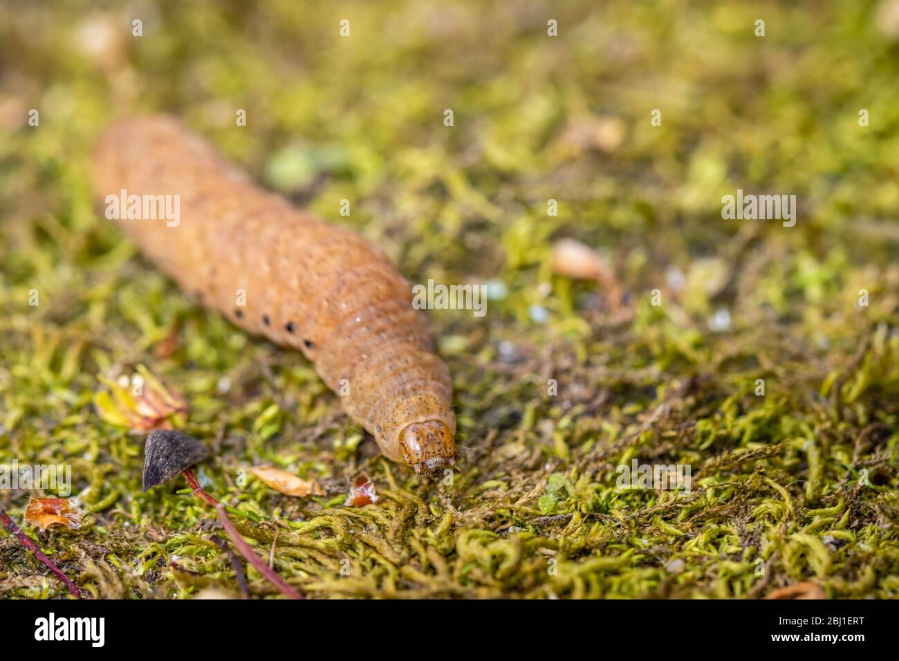 Raupe des breit umrandeten Gelben Unterflügels, Noctua fimbriata, im Frühjahr in einem Garten in Surrey, Großbritannien gesehen Stockfoto