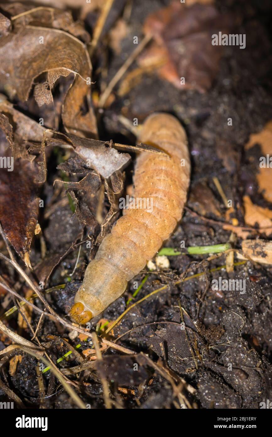 Raupe des breit umrandeten Gelben Unterflügels, Noctua fimbriata, im Frühjahr in einem Garten in Surrey, Großbritannien gesehen Stockfoto