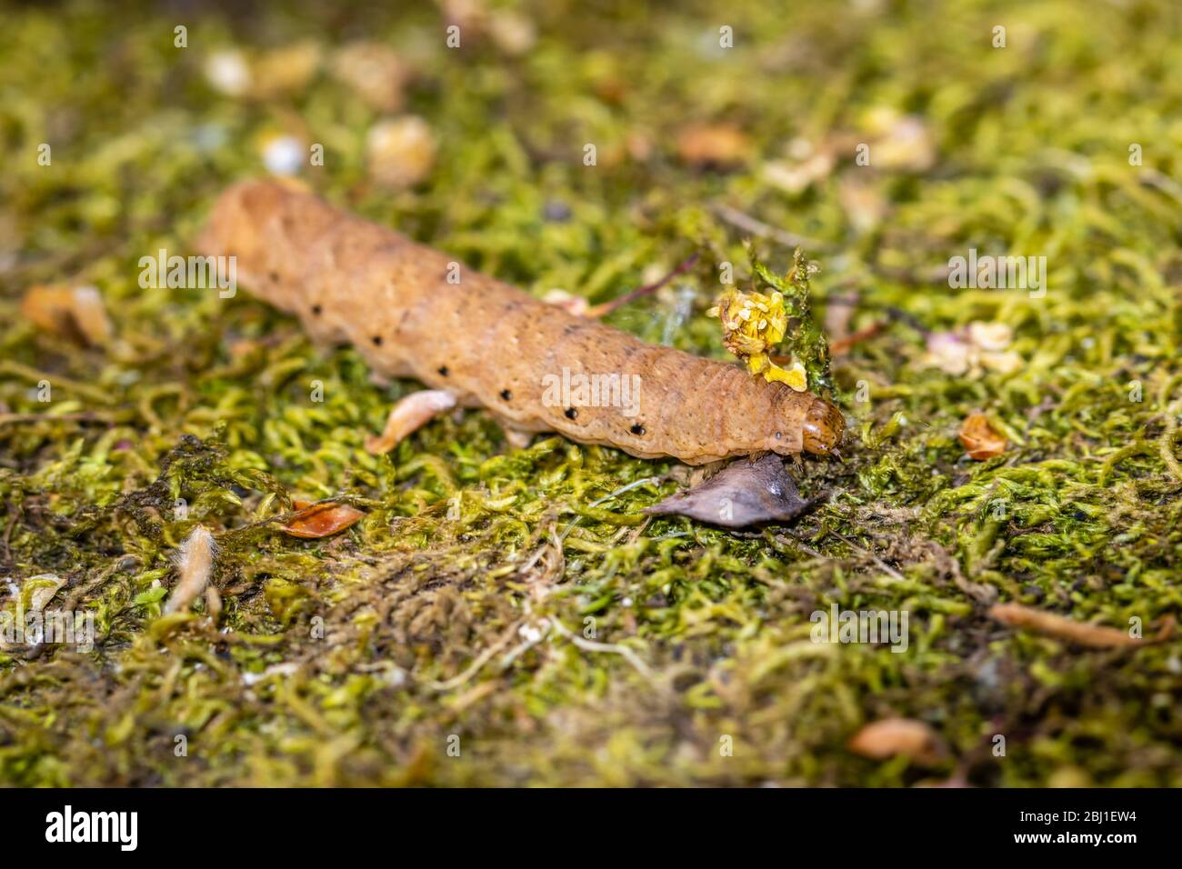 Raupe des breit umrandeten Gelben Unterflügels, Noctua fimbriata, im Frühjahr in einem Garten in Surrey, Großbritannien gesehen Stockfoto