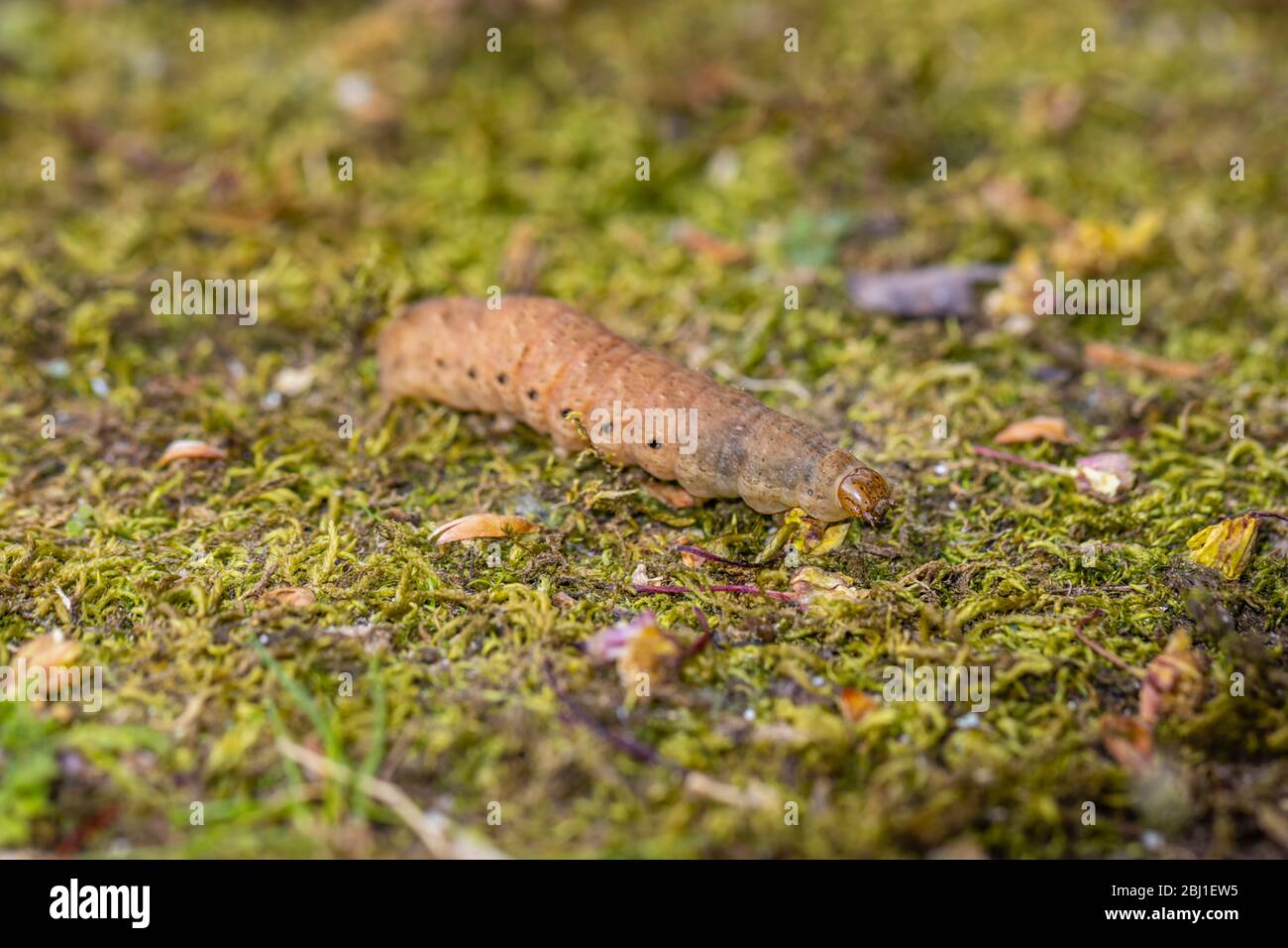 Raupe des breit umrandeten Gelben Unterflügels, Noctua fimbriata, im Frühjahr in einem Garten in Surrey, Großbritannien gesehen Stockfoto