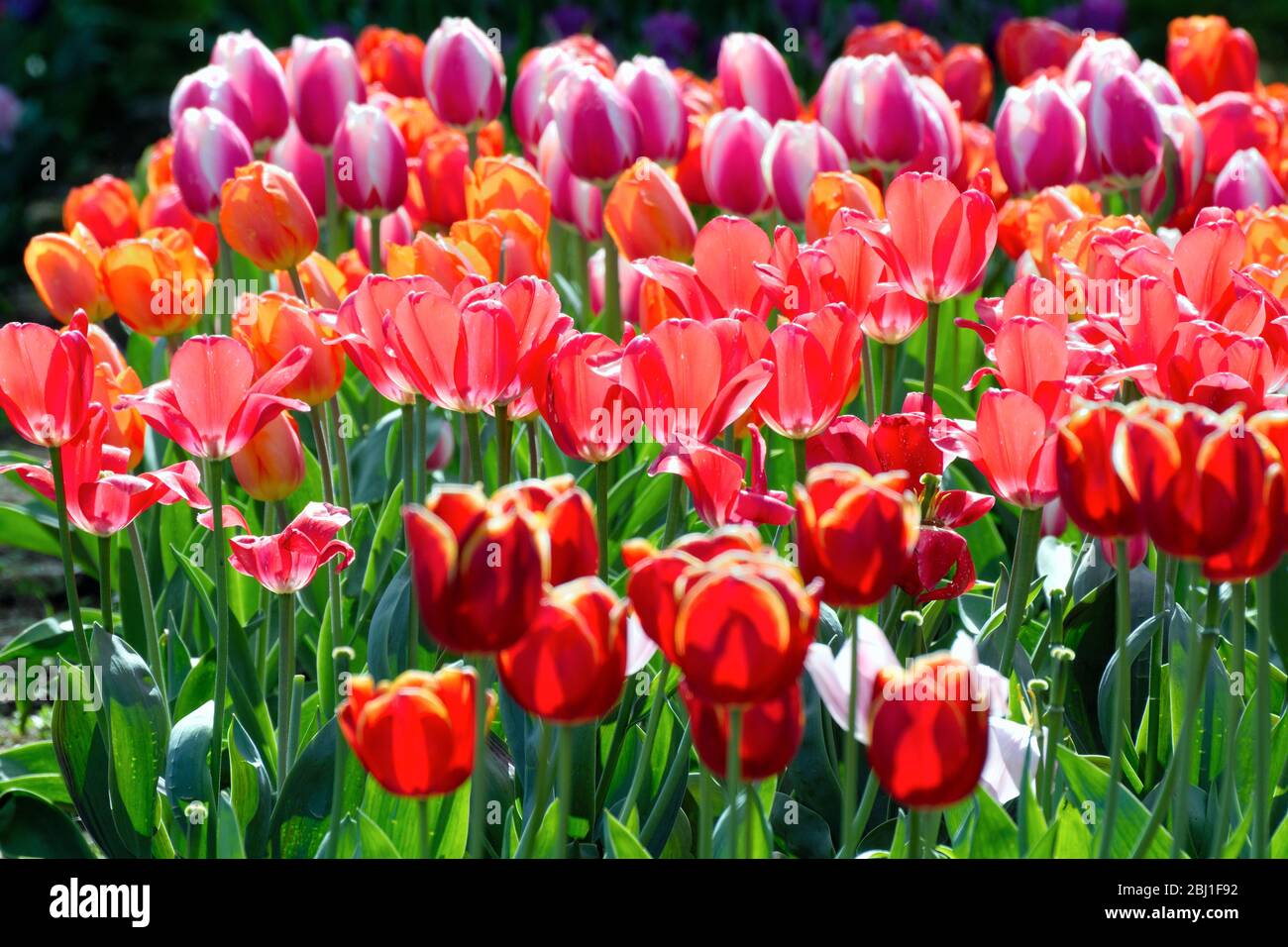 Nahaufnahme von roten und lila Blütenköpfen von Tulpen an einem hellen sonnigen Frühlingstag Stockfoto