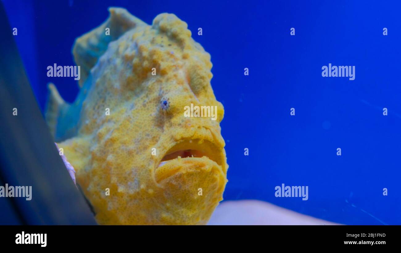 Hässlicher fisch Fotos und Bildmaterial in hoher Auflösung Alamy