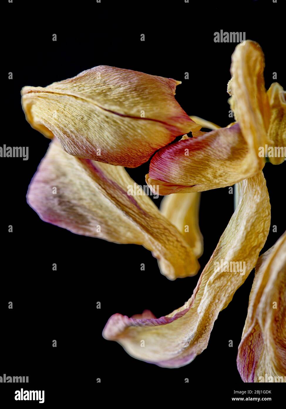 Tulpenblumen, Studio-Aufnahmen vor einem schwarzen Hintergrund, schaffen fließende Formen und Texturen, während sie verwelken und sterben. Stockfoto