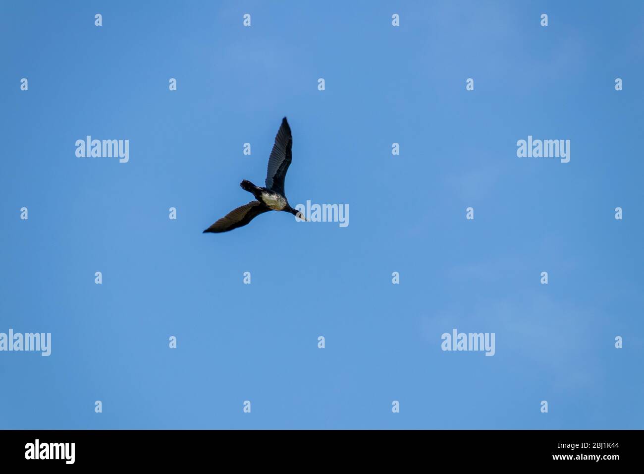 Großer Kormoran im Flug gegen einen blauen Himmel fotografiert. Stockfoto