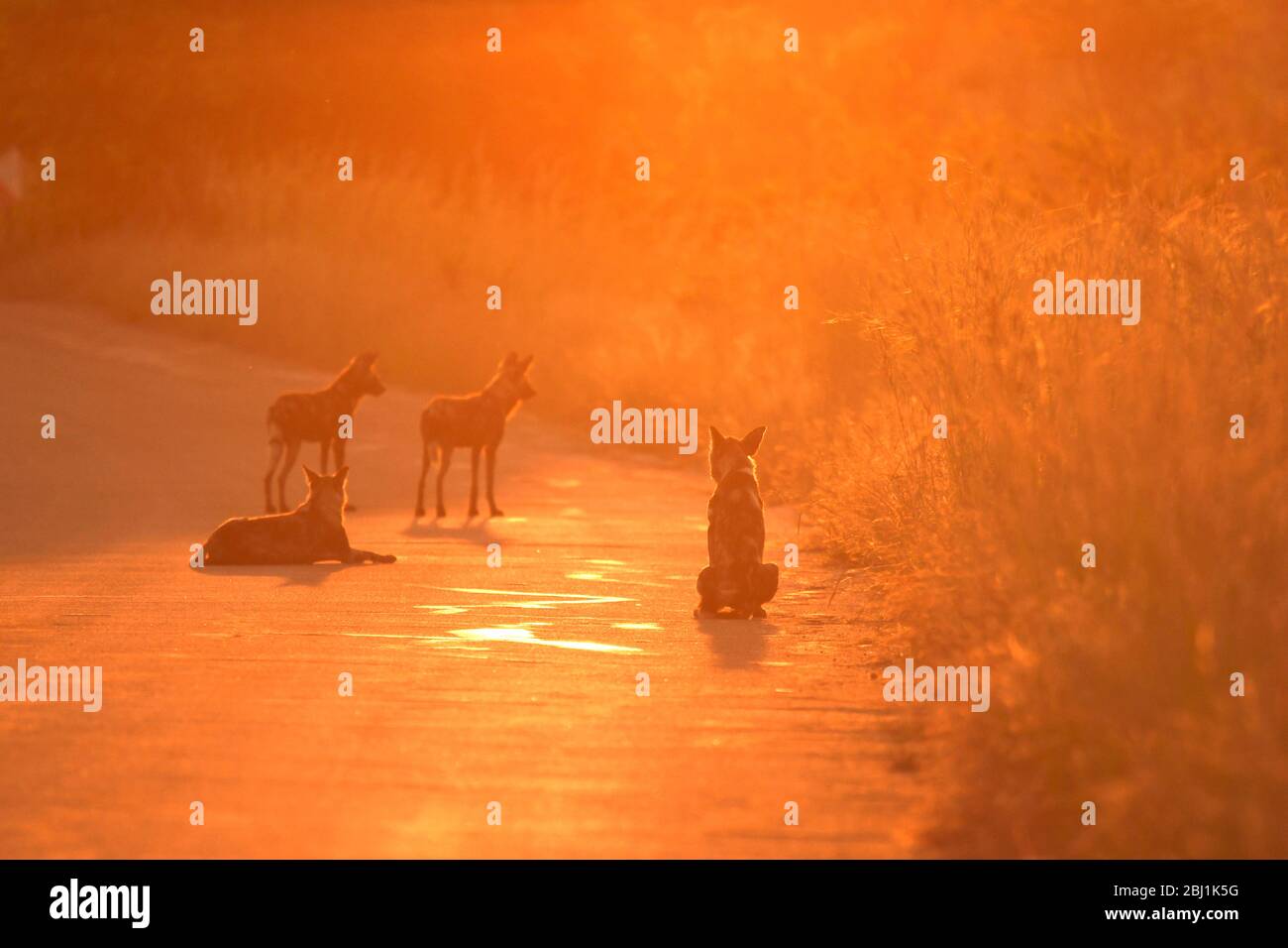 Natürliches Leben in Afrika Stockfoto