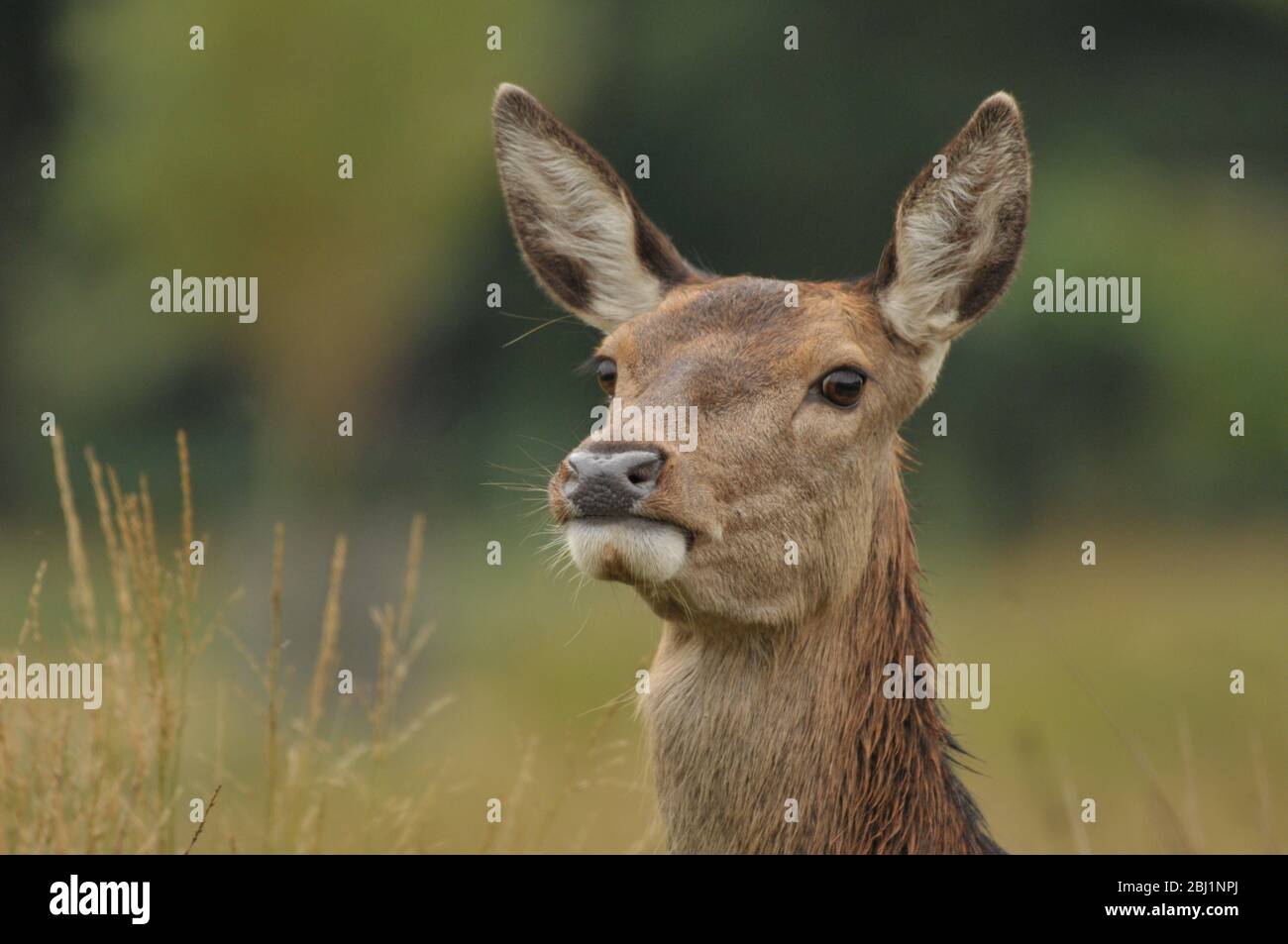 Weibliches Rothirsch cervius elaphus Porträt Stockfoto