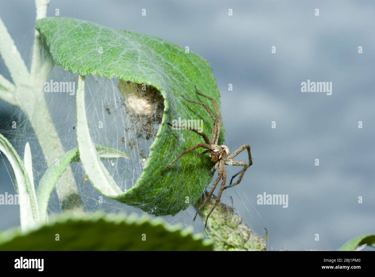 Baumschule Web Spider Stockfoto