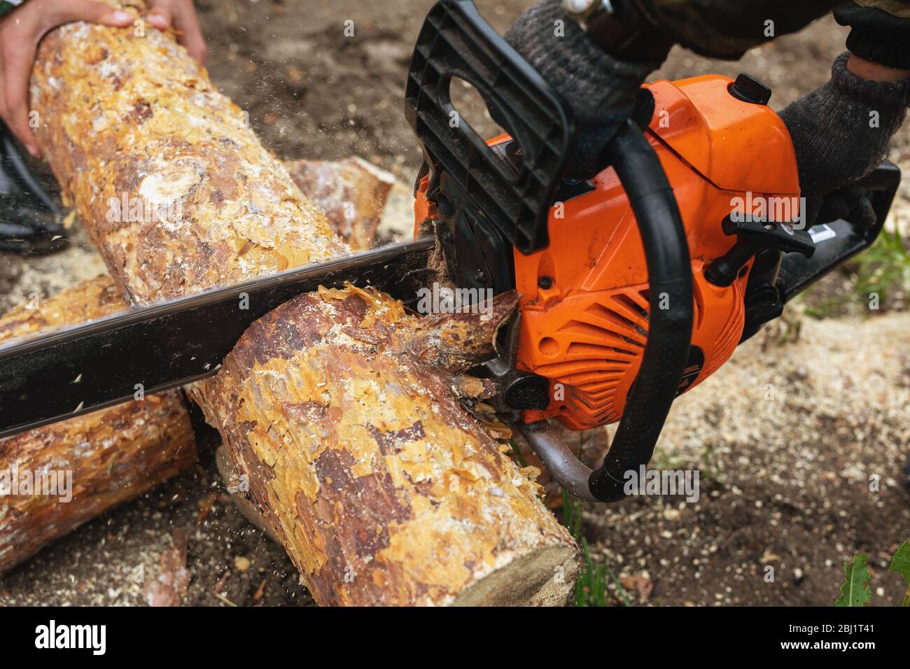 Kettensäge in Aktion Holz schneiden. Mann, der Holz mit Säge schneidet. Konzept ist es, Bäume zu Fall zu bringen. Stockfoto
