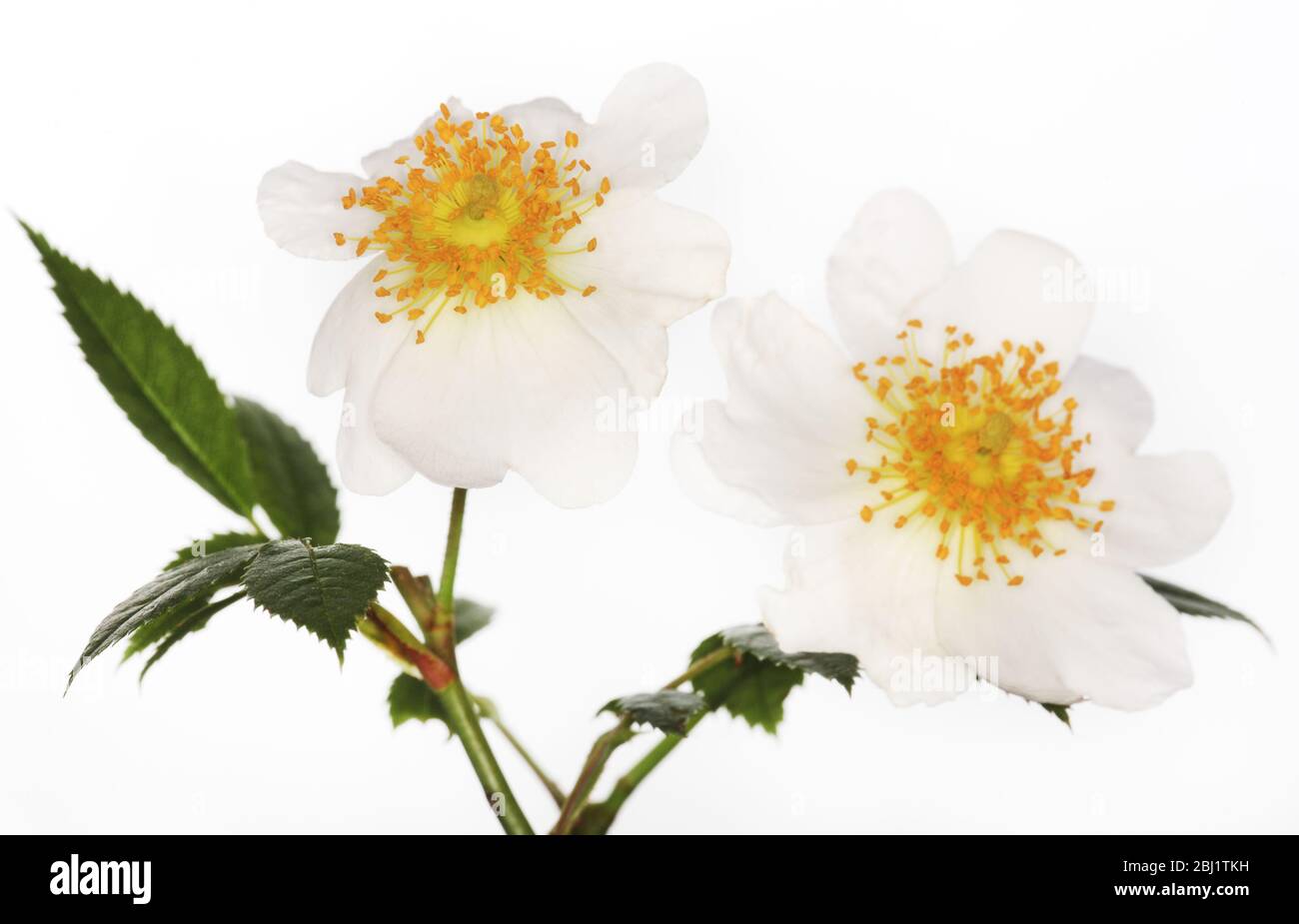 Zwei wilde Hundelrose (rosa canina) blüht in Nahaufnahme mit Blättern, die im Studio vor einem weißen Hintergrund geschossen wurden. Stockfoto