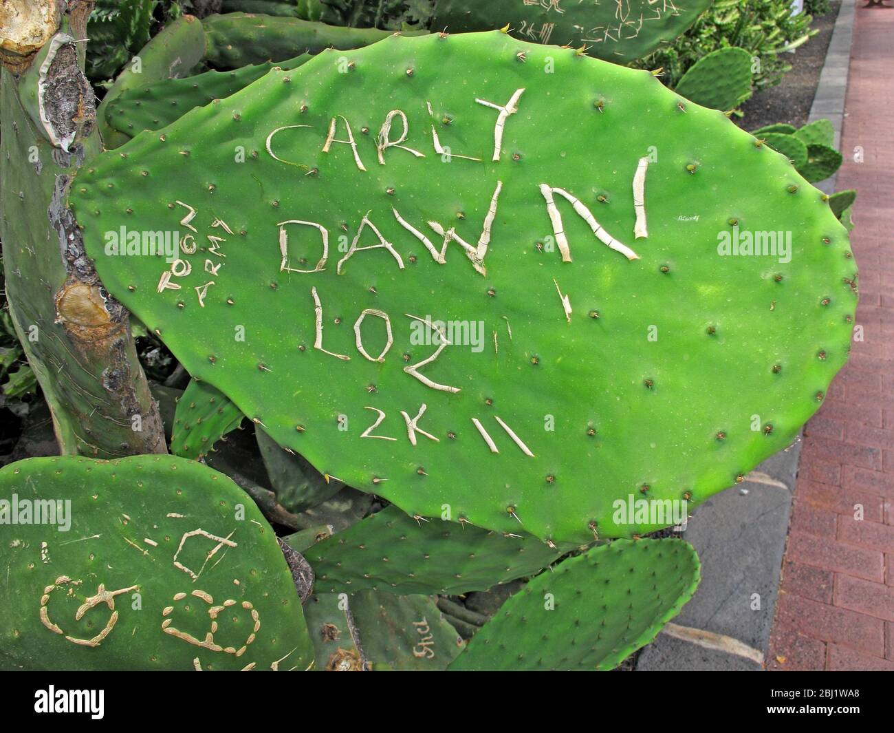 Carly Dawn, Toon Army, Loz, 2k11, geschnitzt, auf Kaktus, Graffiti Stockfoto